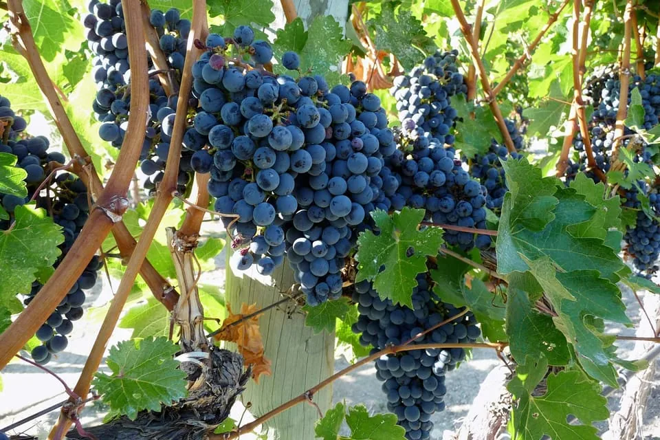 Etna Half-Day Tour & Wine Experience